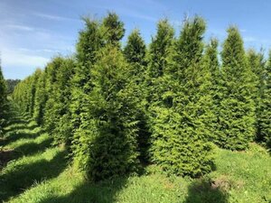 Thuja occ. 'Brabant' 300-350 cm draadkluit - afbeelding 5