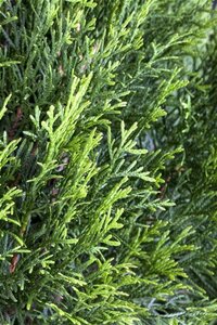 Thuja occ. 'Smaragd' 100-125 cm met kluit - afbeelding 1