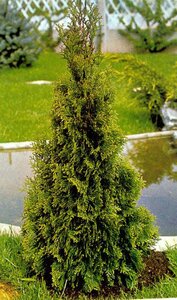 Thuja occ. 'Smaragd' 100-125 cm met kluit - afbeelding 10