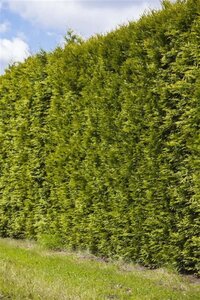 Thuja occ. 'Smaragd' 100-125 cm met kluit - afbeelding 7