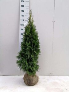 Thuja occ. 'Smaragd' 100-125 cm met kluit - afbeelding 3