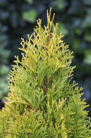 Thuja occ. 'Smaragd' 100-125 cm met kluit - afbeelding 6