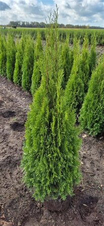 Thuja occ. 'Smaragd' 100-125 cm met kluit - afbeelding 5