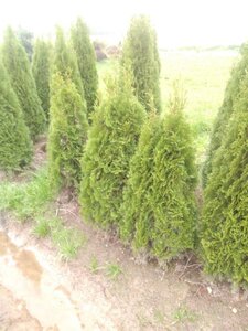 Thuja occ. 'Smaragd' 100-125 cm met kluit - afbeelding 4