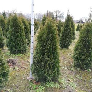 Thuja occ. 'Smaragd' 100-125 cm met kluit - afbeelding 2