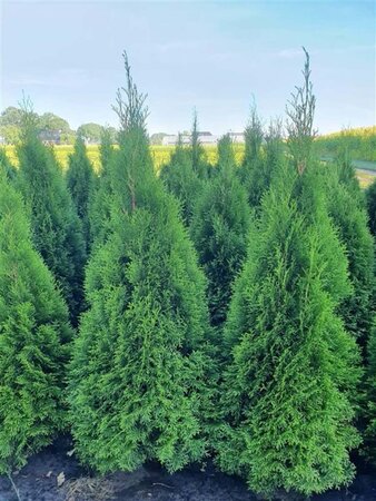 Thuja occ. 'Smaragd' 125-150 cm met kluit - afbeelding 3