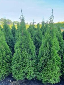 Thuja occ. 'Smaragd' 125-150 cm met kluit - afbeelding 3