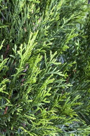 Thuja occ. 'Smaragd' 125-150 cm met kluit - afbeelding 1