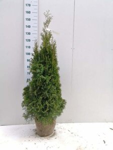 Thuja occ. 'Smaragd' 125-150 cm met kluit - afbeelding 7