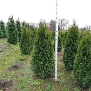 Thuja occ. 'Smaragd' 125-150 cm met kluit - afbeelding 6