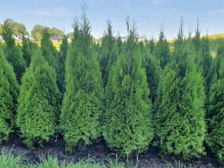 Thuja occ. 'Smaragd' 125-150 cm met kluit - afbeelding 2