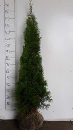 Thuja occ. 'Smaragd' 125-150 cm met kluit - afbeelding 12