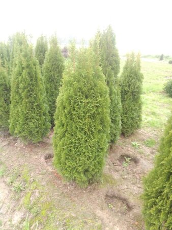 Thuja occ. 'Smaragd' 125-150 cm met kluit - afbeelding 4