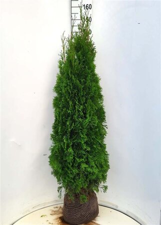 Thuja occ. 'Smaragd' 125-150 cm met kluit - afbeelding 5