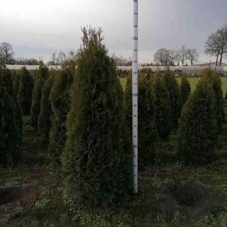 Thuja occ. 'Smaragd' 150-175 cm met kluit - afbeelding 4