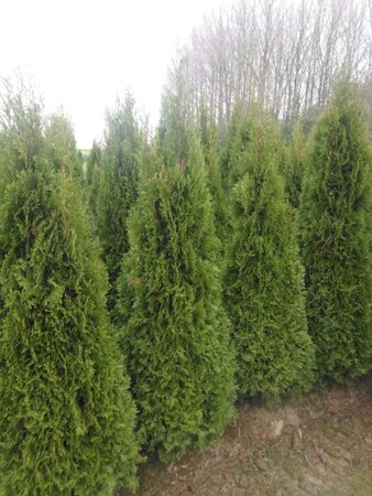 Thuja occ. 'Smaragd' 150-175 cm met kluit - afbeelding 6