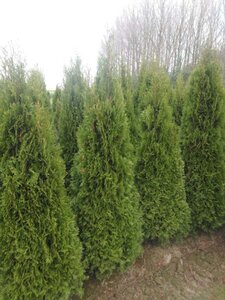 Thuja occ. 'Smaragd' 150-175 cm met kluit - afbeelding 6