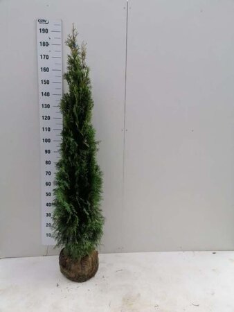 Thuja occ. 'Smaragd' 150-175 cm met kluit - afbeelding 5