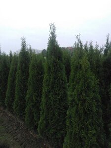 Thuja occ. 'Smaragd' 175-200 cm met kluit - afbeelding 7