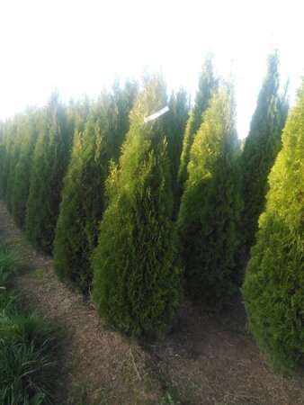 Thuja occ. 'Smaragd' 175-200 cm met kluit - afbeelding 6