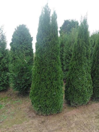 Thuja occ. 'Smaragd' 200-250 cm met kluit - afbeelding 3