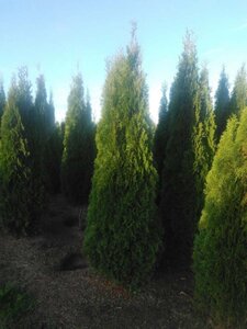 Thuja occ. 'Smaragd' 200-250 cm met kluit - afbeelding 4