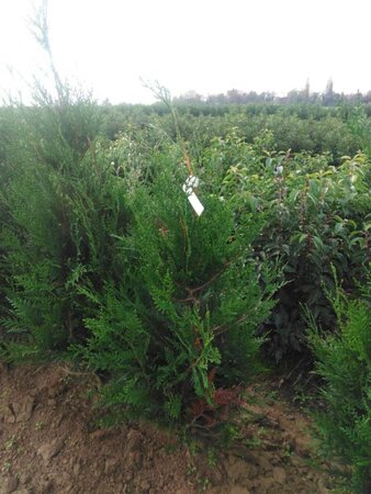 Thuja pl. 'Atrovirens' 100-125 cm met kluit - afbeelding 6