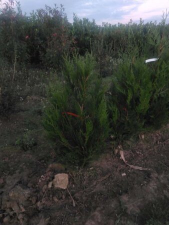 Thuja pl. 'Atrovirens' 100-125 cm met kluit - afbeelding 5