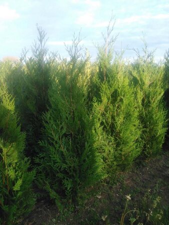 Thuja pl. 'Atrovirens' 125-150 cm met kluit - afbeelding 5