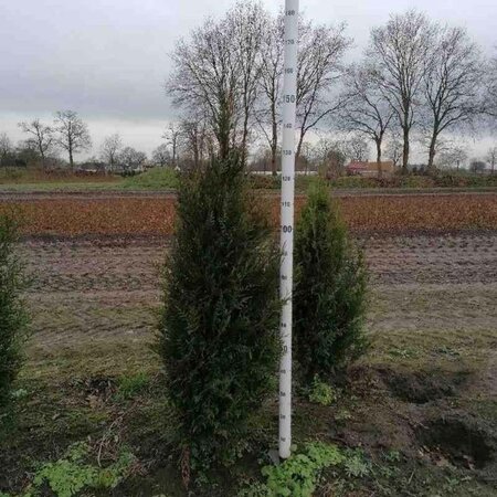 Thuja pl. 'Atrovirens' 125-150 cm met kluit - afbeelding 3