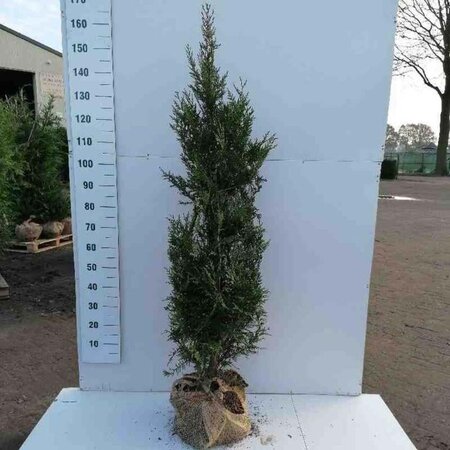 Thuja pl. 'Atrovirens' 125-150 cm met kluit - afbeelding 4