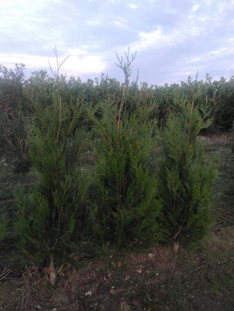 Thuja pl. 'Atrovirens' 125-150 cm met kluit - afbeelding 6