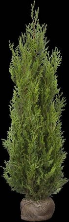 Thuja pl. 'Atrovirens' 125-150 cm met kluit - afbeelding 2