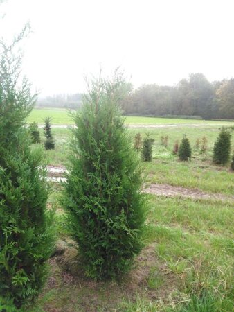 Thuja pl. 'Atrovirens' 150-175 cm met kluit - afbeelding 5