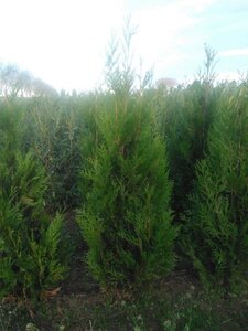 Thuja pl. 'Atrovirens' 150-175 cm met kluit - afbeelding 7