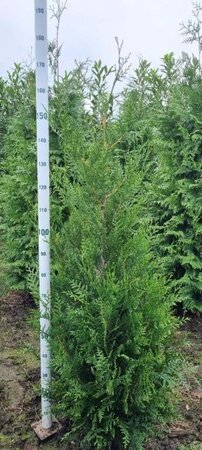 Thuja pl. 'Atrovirens' 150-175 cm met kluit - afbeelding 3