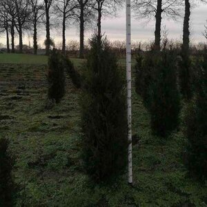 Thuja pl. 'Atrovirens' 150-175 cm met kluit - afbeelding 8