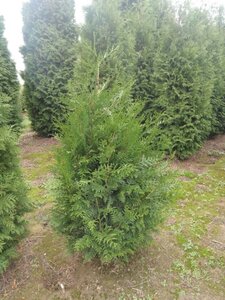 Thuja pl. 'Atrovirens' 150-175 cm met kluit - afbeelding 6