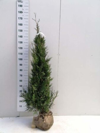 Thuja pl. 'Atrovirens' 150-175 cm met kluit - afbeelding 9