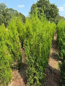 Thuja pl. 'Atrovirens' 150-175 cm met kluit - afbeelding 4