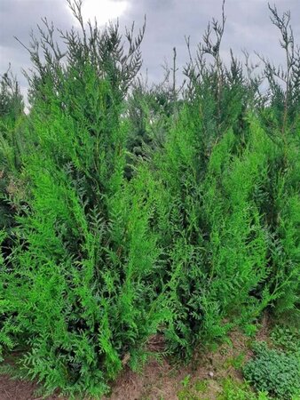 Thuja pl. 'Atrovirens' 175-200 cm met kluit - afbeelding 5