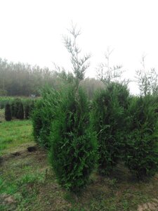 Thuja pl. 'Atrovirens' 200-250 cm met kluit - afbeelding 3