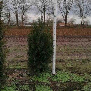 Thuja pl. 'Atrovirens' 80-100 cm met kluit - afbeelding 3