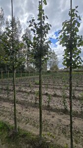 Tilia cordata 'Böhlje'=Erecta 10-12 Hoogstam wortelgoed