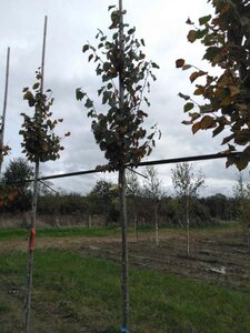 Tilia cordata 'Böhlje'=Erecta 6-8 Hoogstam wortelgoed - afbeelding 1