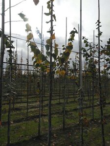 Tilia cordata 'Böhlje'=Erecta 6-8 Hoogstam wortelgoed - afbeelding 2