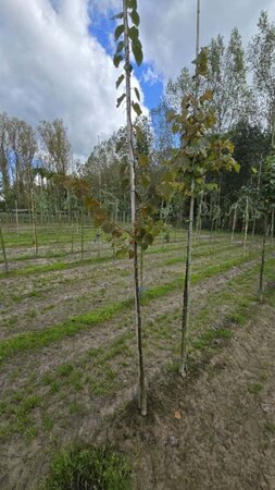 Tilia cordata 'Böhlje'=Erecta 6-8 Hoogstam wortelgoed - afbeelding 3