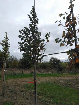 Tilia cordata 'Böhlje'=Erecta 8-10 Hoogstam wortelgoed