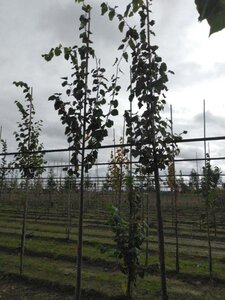 Tilia cordata 'Greenspire' 10-12 Hoogstam wortelgoed