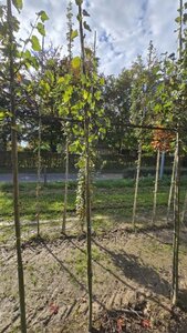 Tilia cordata 'Greenspire' 6-8 Hoogstam wortelgoed - afbeelding 2